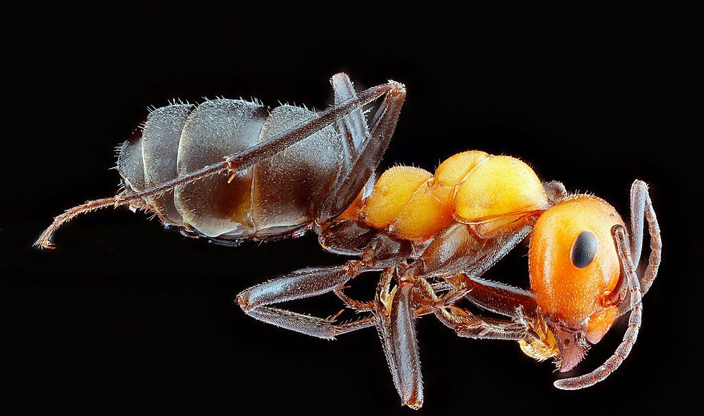 Ant Control service in Normal, IL
