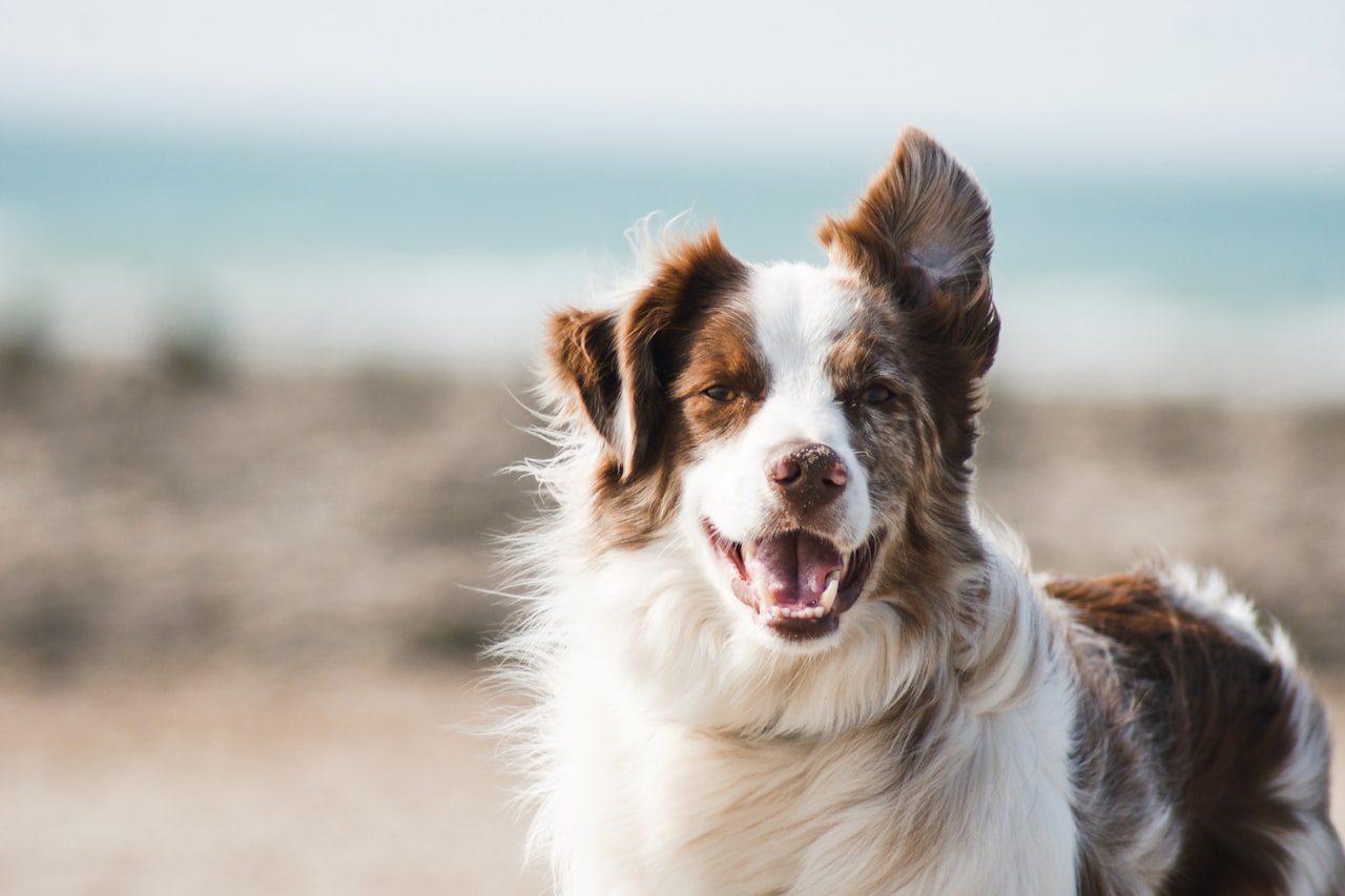 Flea & Tick Control service in Normal, IL