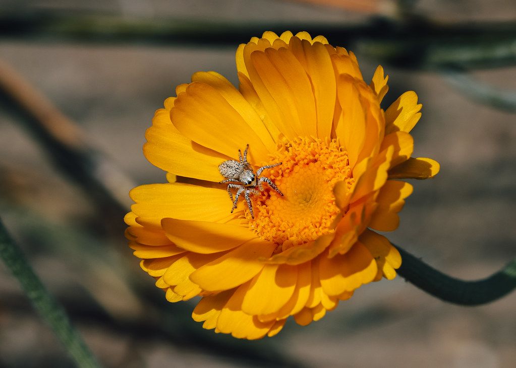 Spider Control service in Normal, IL
